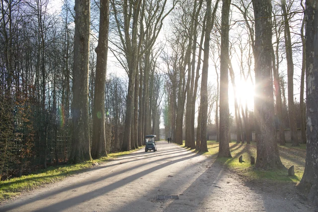 Sunlight streaming across a path through tall bare trees.